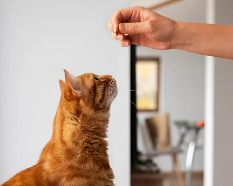 automatic pet feeder and water dispenser